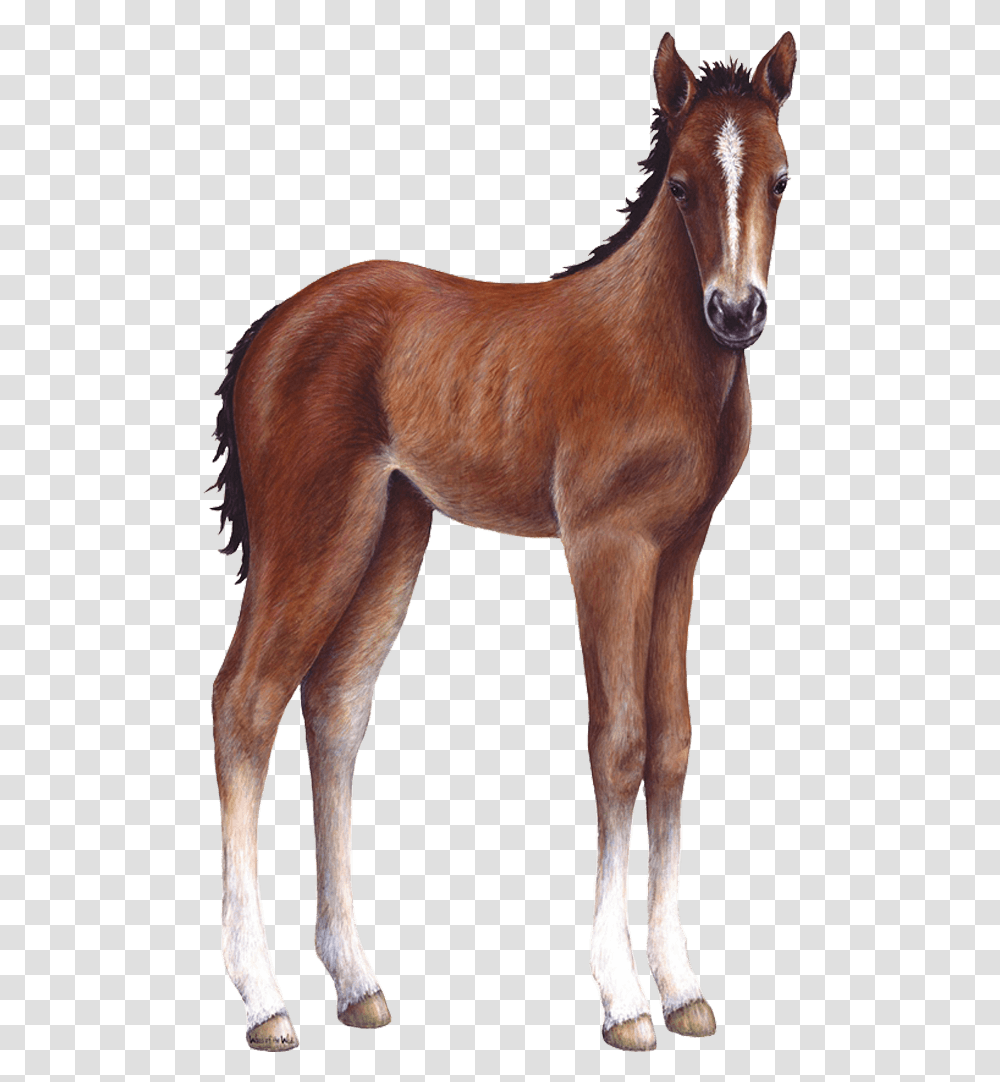 Foal Farm Animal, Horse, Mammal, Colt Horse Transparent Png