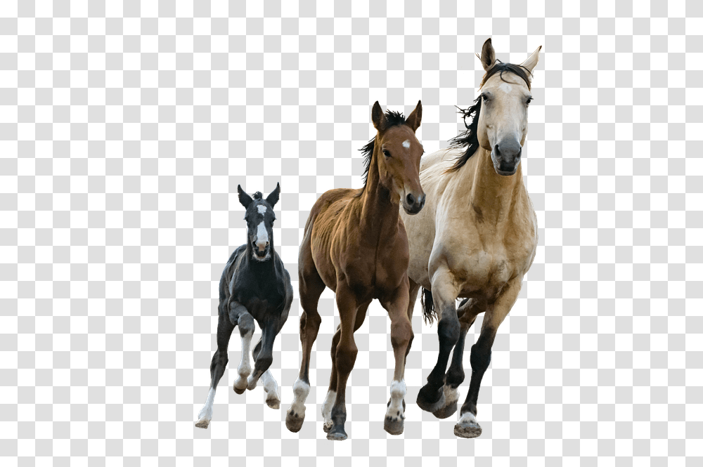 Foal Small Medium Large Horses, Mammal, Animal, Colt Horse, Stallion Transparent Png