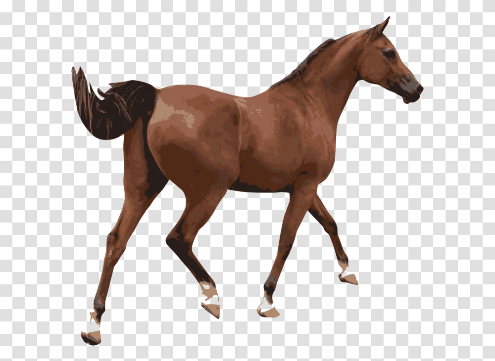 Foalmarehorse Imagenes De Un Caballo, Mammal, Animal, Colt Horse Transparent Png