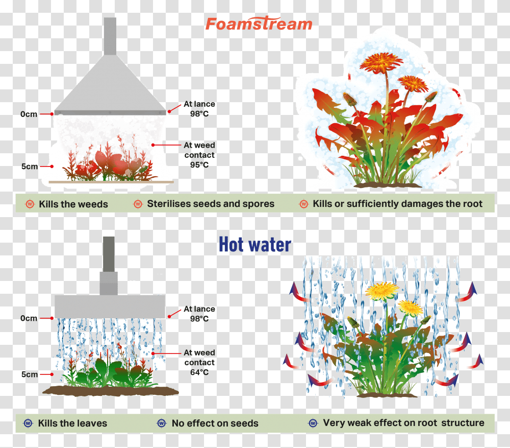 Foamstream, Plant Transparent Png