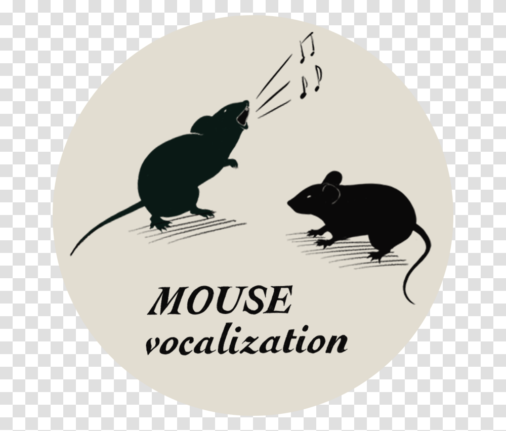 Focal Cooling In Mice, Bird, Animal, Mammal, Rodent Transparent Png