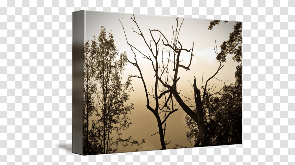 Foggy Tree Silhouette By Amber Watson Williams Tree, Plant, Vegetation, Nature, Outdoors Transparent Png