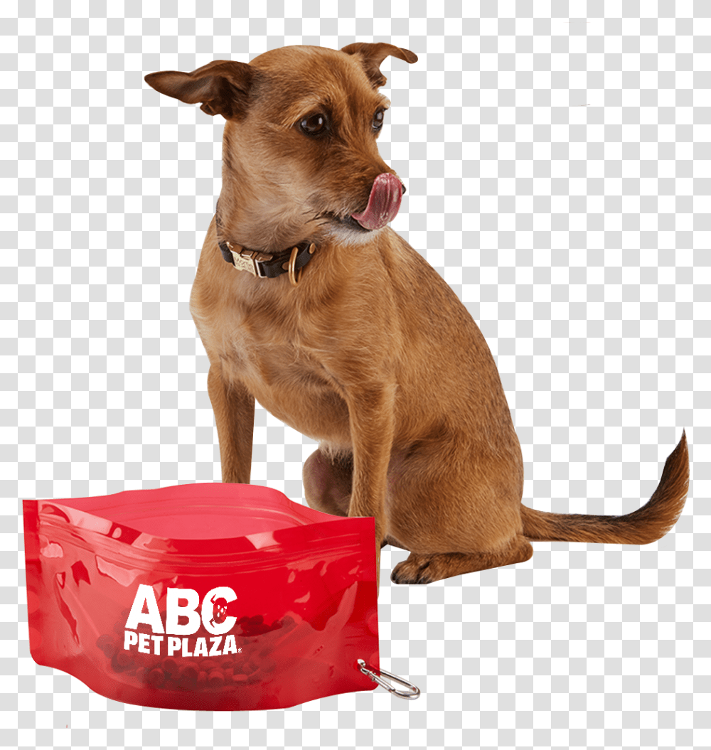 Fold It Pet Bowl Dog Catches Something, Canine, Animal, Mammal, Strap Transparent Png