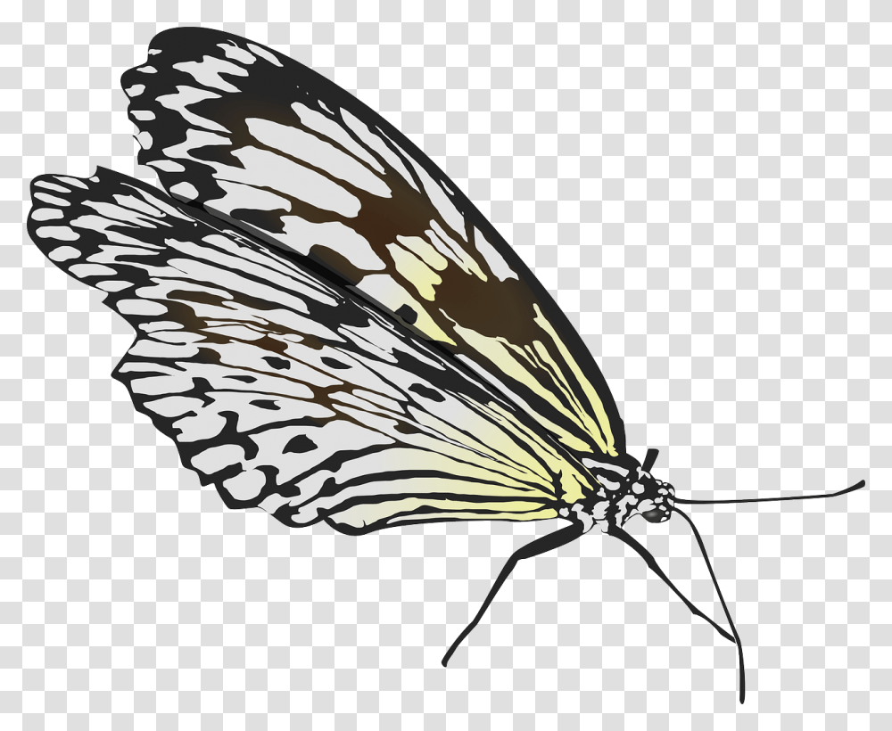 Fold Wings Butterfly, Bird, Animal, Insect, Invertebrate Transparent Png