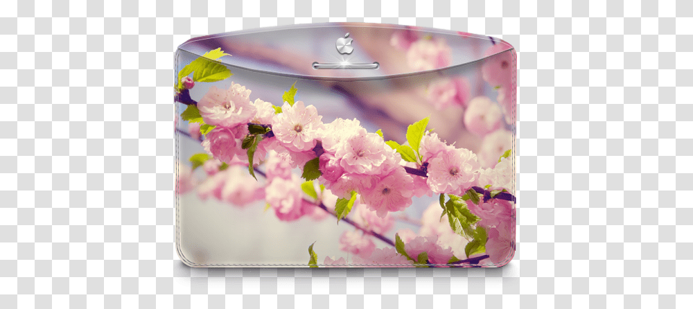 Folder Nature Cherry Tree Icon Darktheme Iconset Cherry Blossom, Plant, Flower, Petal, Spring Transparent Png