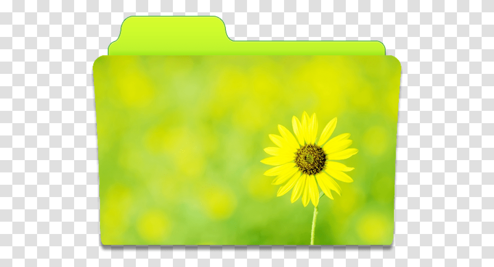 Folder Sunflower Icon Cute Folders Iconset Anabella Falivene Flower Icon Folders, Plant, Blossom, Daisy, Daisies Transparent Png