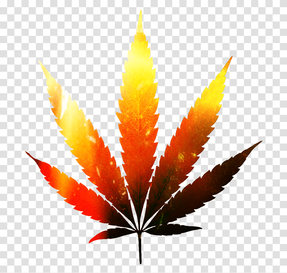 Folha Da Maconha Editada Marijuana Plant, Leaf, Tree, Bonfire, Flame Transparent Png