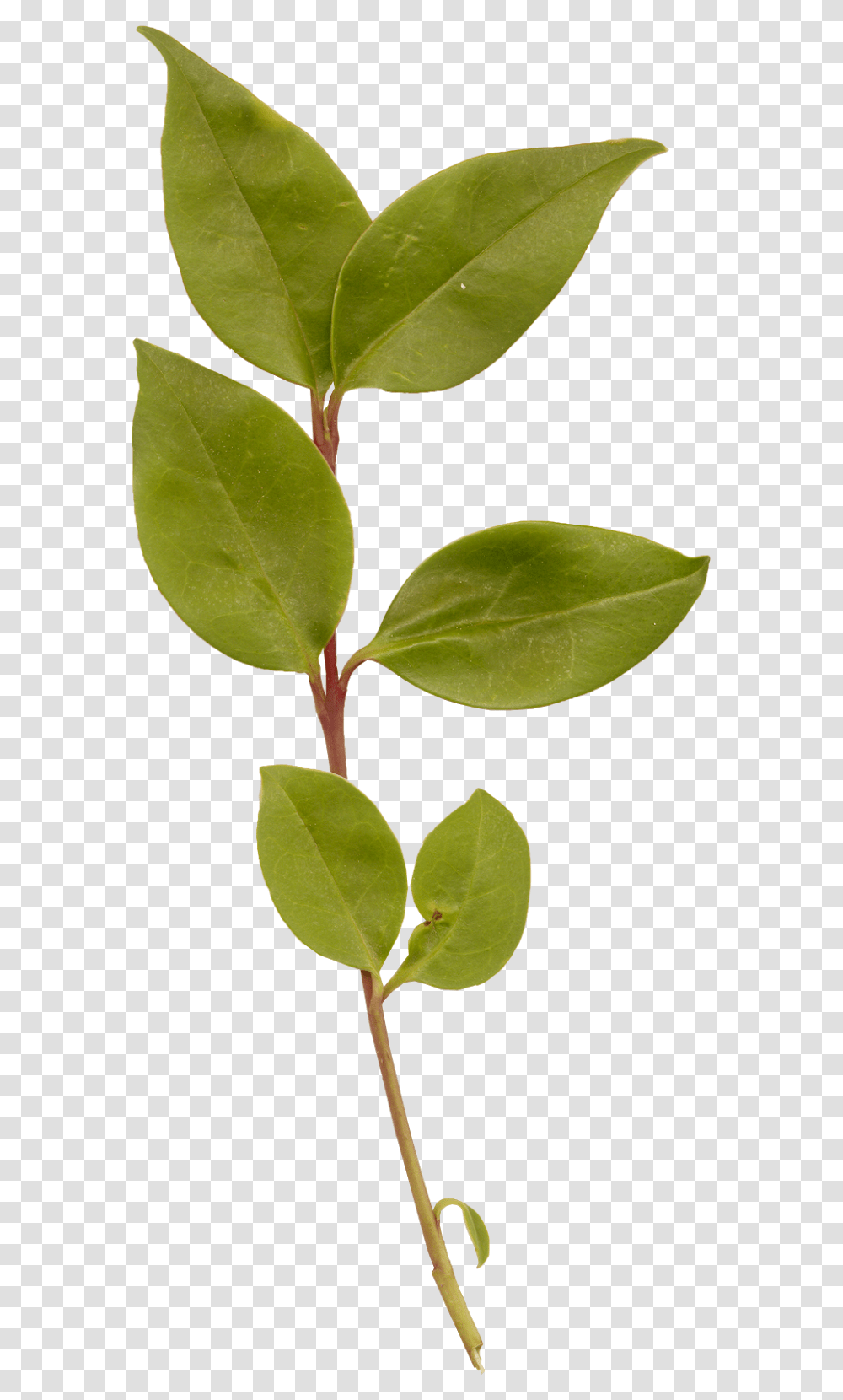 Folha Folhas De Girassol, Leaf, Plant, Annonaceae, Tree Transparent Png