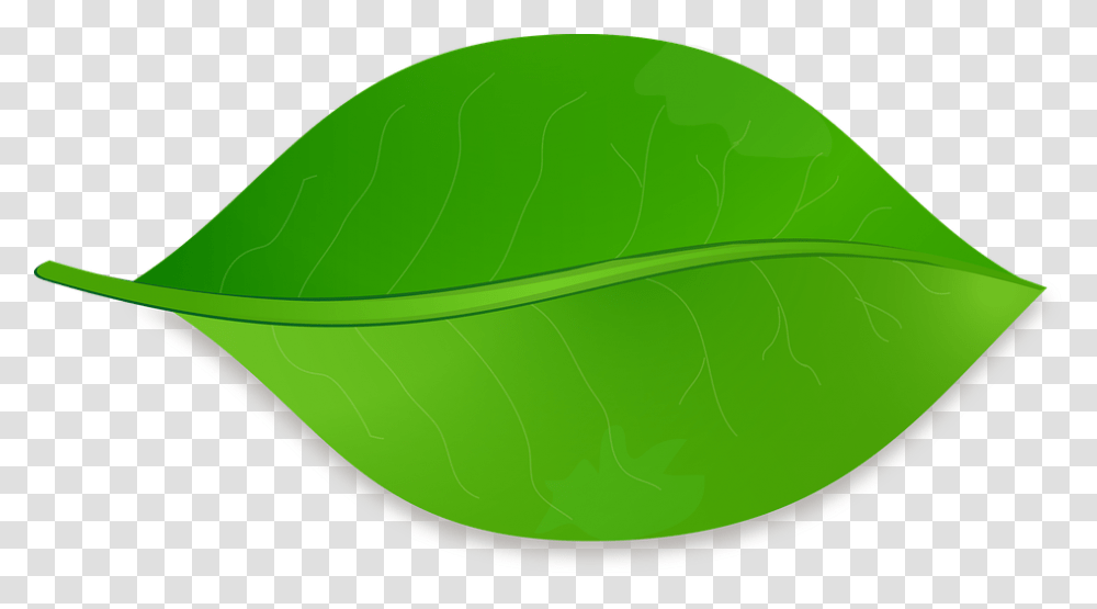 Folha Hoja De Arbol Animada, Leaf, Plant, Baseball Cap, Hat Transparent Png