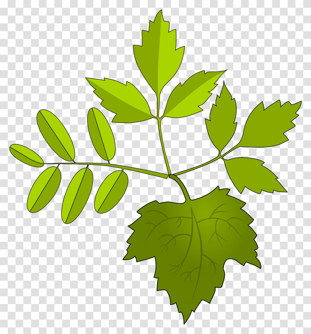 Folhagem Desenho, Leaf, Plant, Green, Maple Leaf Transparent Png