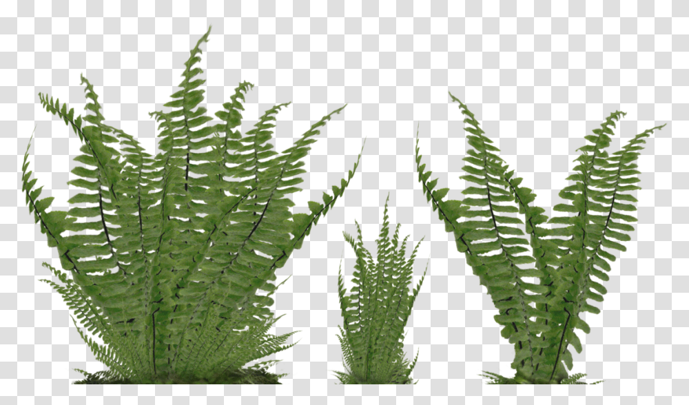 Foliage 2 Image Ferns, Plant Transparent Png