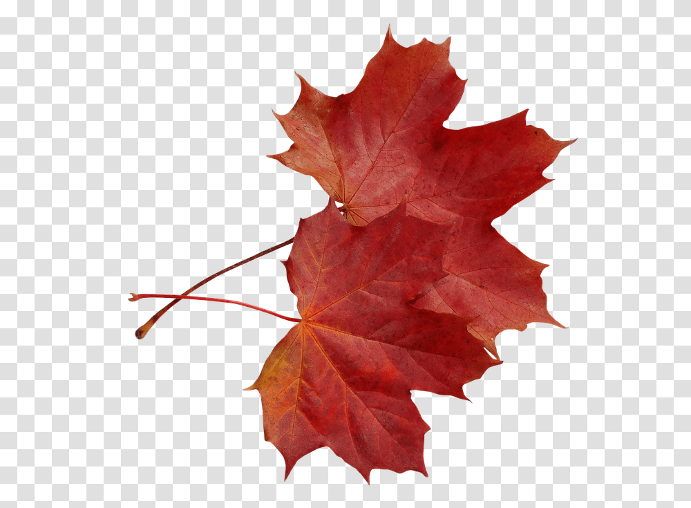 Foliage Autumn Maple Clone In The Fall Colored Maple Leaf, Plant, Tree, Rose, Flower Transparent Png