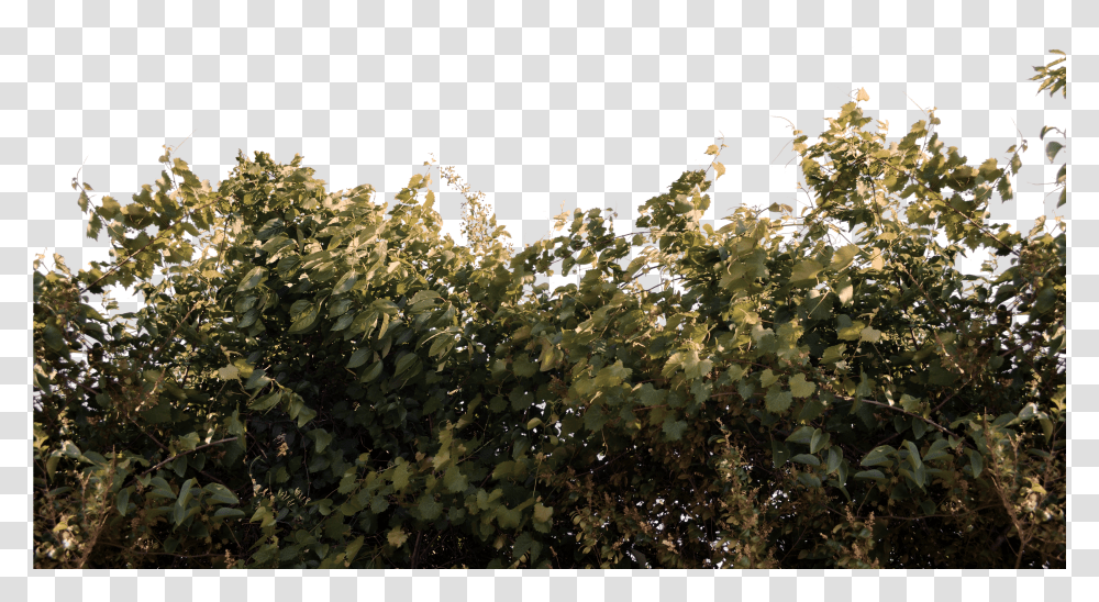 Foliage Bushs And Vines Stock Photo 0059 Autum Foliage Transparent Png
