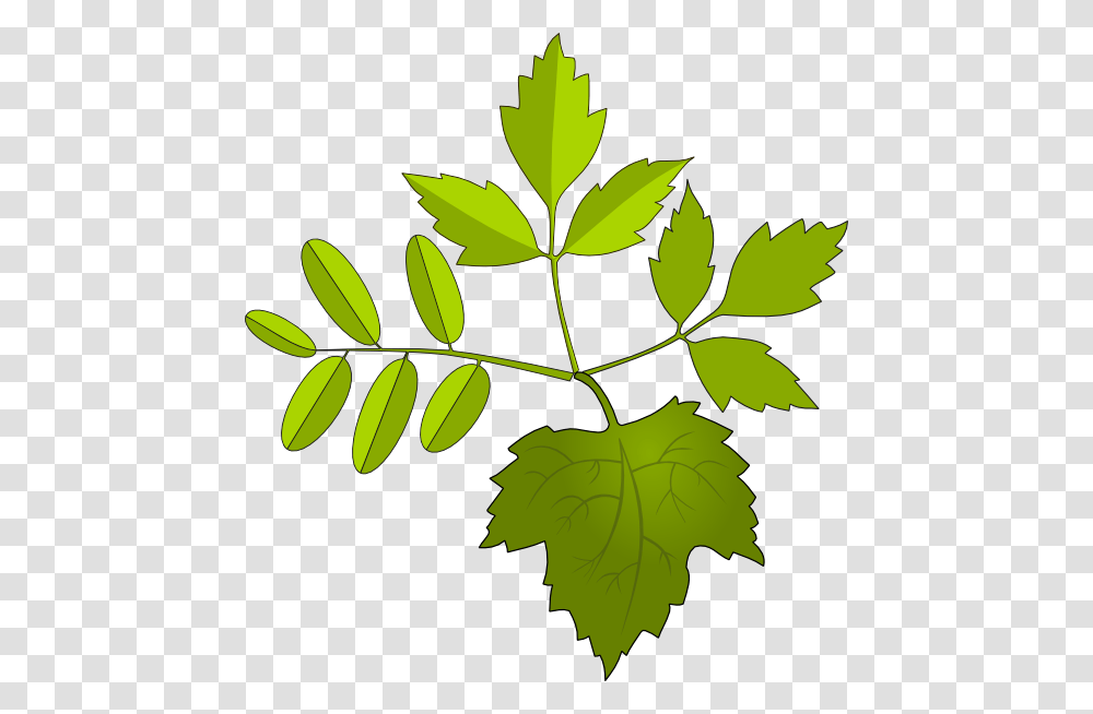 Foliage Clip Art, Leaf, Plant, Green, Tree Transparent Png