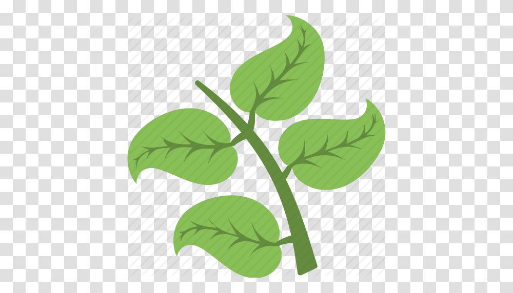 Foliage Greenery Leafy Branch Tree Branch Twig Icon, Plant, Annonaceae, Seed, Grain Transparent Png