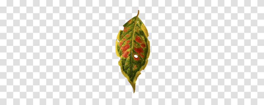 Foliage Leaf Nature, Plant, Tobacco, Veins Transparent Png
