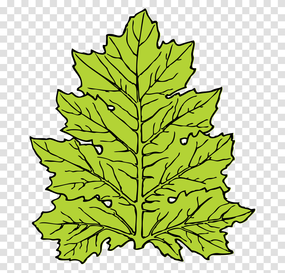 Foliage Leaves Clip Art, Leaf, Plant, Tree, Maple Transparent Png