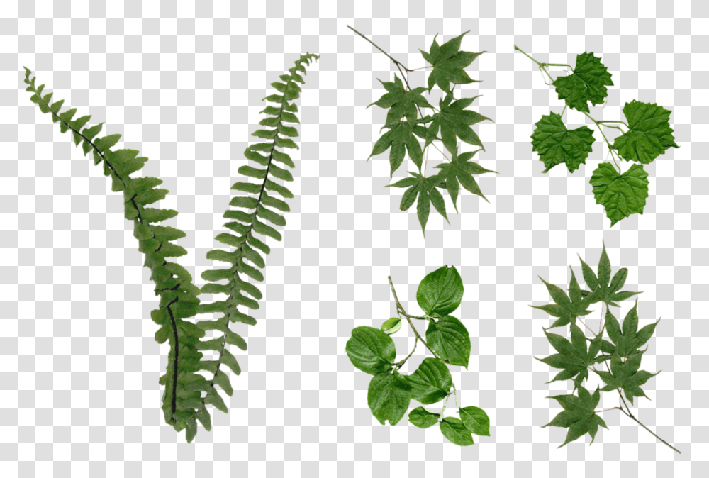 Foliage, Plant, Leaf, Fern, Tree Transparent Png