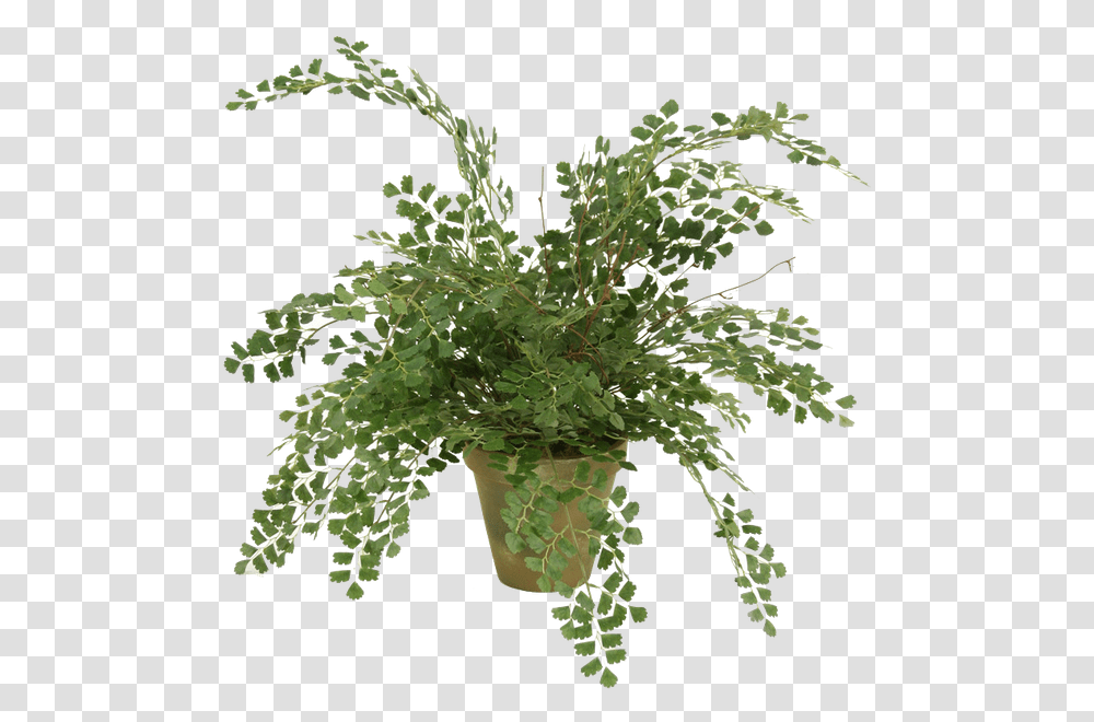 Foliage Plant Maidenhair Fern, Bush, Vegetation, Green, Pattern Transparent Png