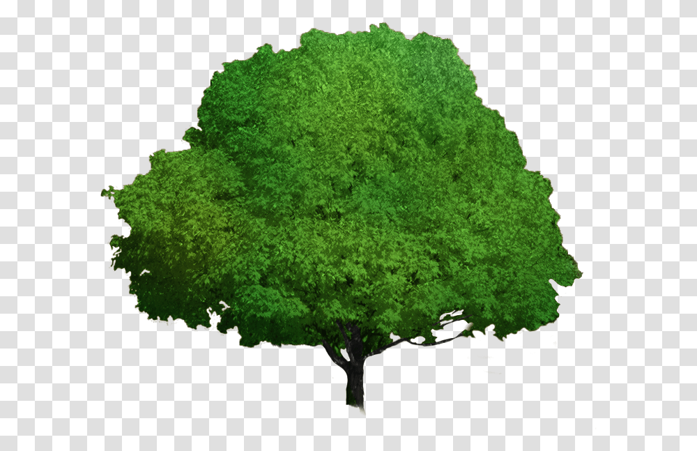 Foliage Progress Oak, Plant, Bush, Vegetation, Tree Transparent Png
