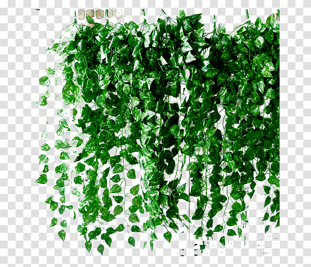 Follajenature, Plant, Vine, Ivy, Leaf Transparent Png