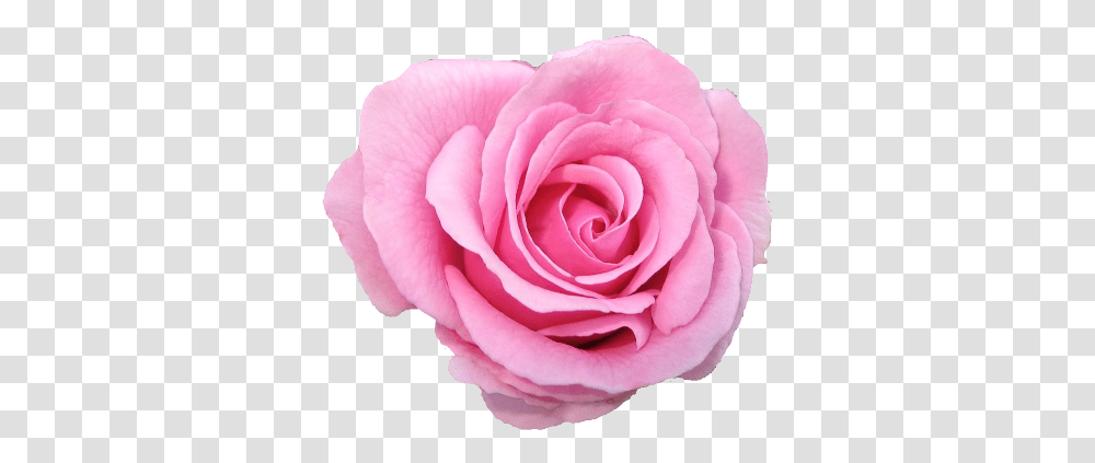 Follow Back Flower Pink Rose F4f Pink Rose Background, Plant, Blossom, Petal,  Transparent Png
