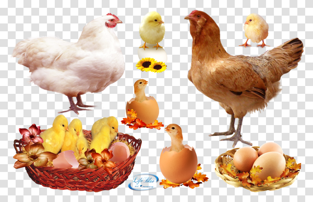 Food Download, Chicken, Poultry, Fowl, Bird Transparent Png