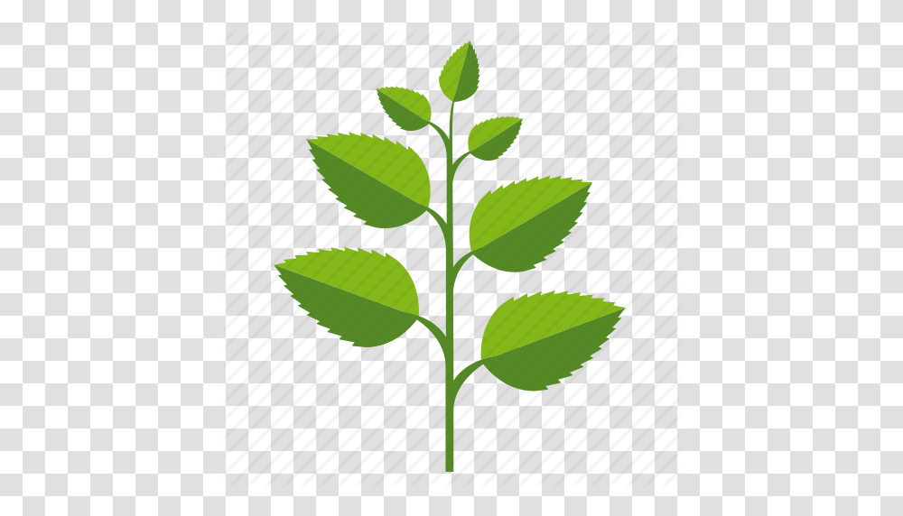 Food Herb Ingredients Leaves Mint Plant Icon, Leaf, Green, Flower, Blossom Transparent Png