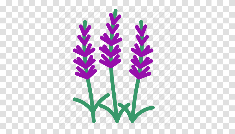 Food Herb Lavender Vegetable Icon, Plant, Flower, Blossom, Lupin Transparent Png