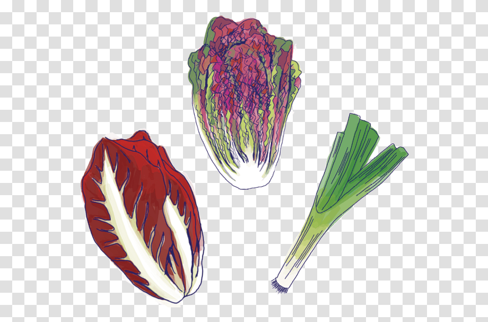 Food Media Lab Radicchio, Plant, Ornament, Produce, Gemstone Transparent Png