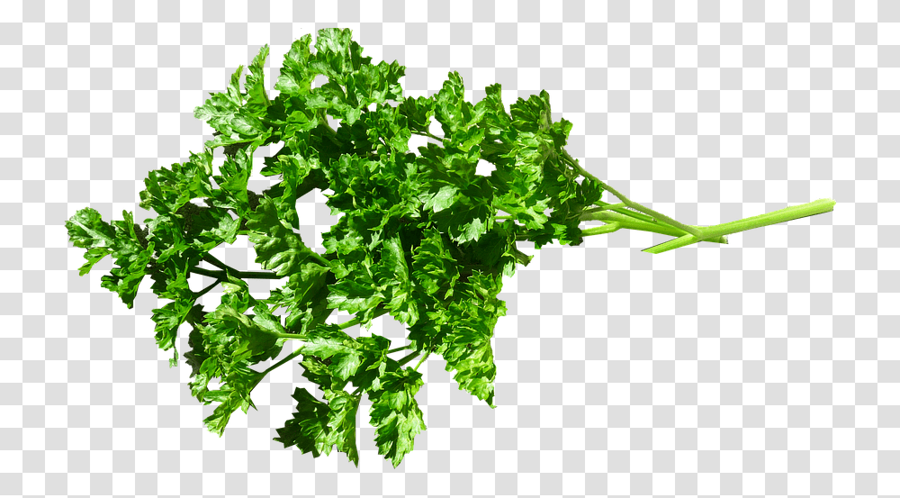 Food Parsley Cooking Garnish Cut Out, Vase, Jar, Pottery, Plant Transparent Png