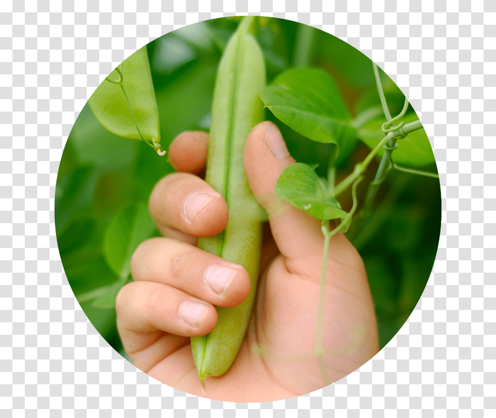 Food, Plant, Person, Finger, Leaf Transparent Png