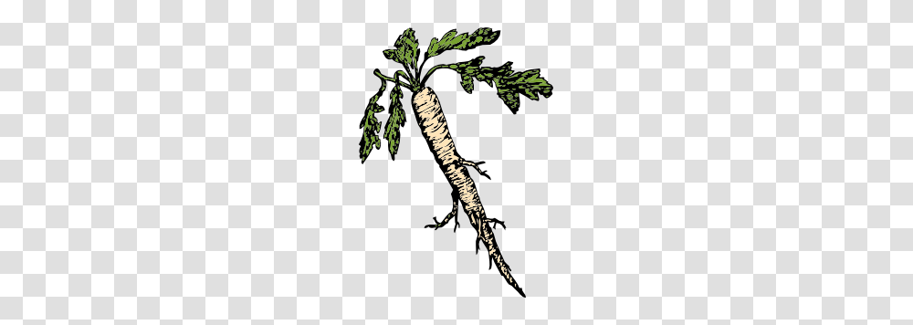 Food Plants Root Clip Art, Parsnip, Produce, Vegetable Transparent Png
