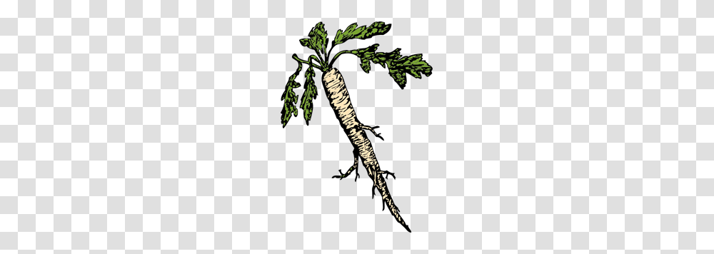 Food Plants Root Clipart For Web, Tree, Palm Tree, Arecaceae Transparent Png