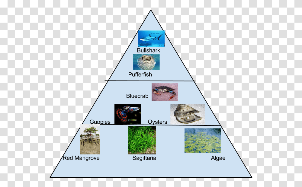 Food Pyramid Food Pyramid For Mangroves, Building, Architecture, Flyer, Poster Transparent Png
