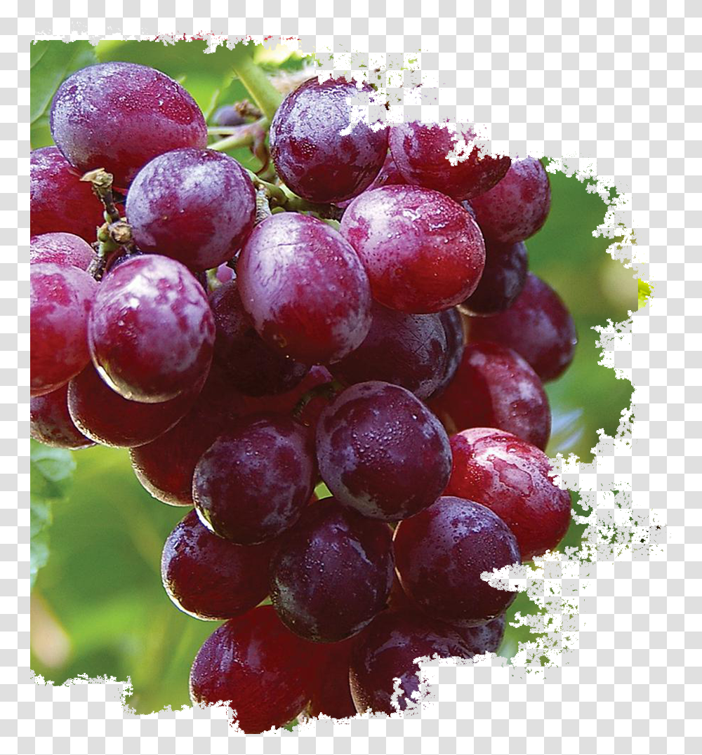 Food Start With X, Plant, Grapes, Fruit, Vine Transparent Png