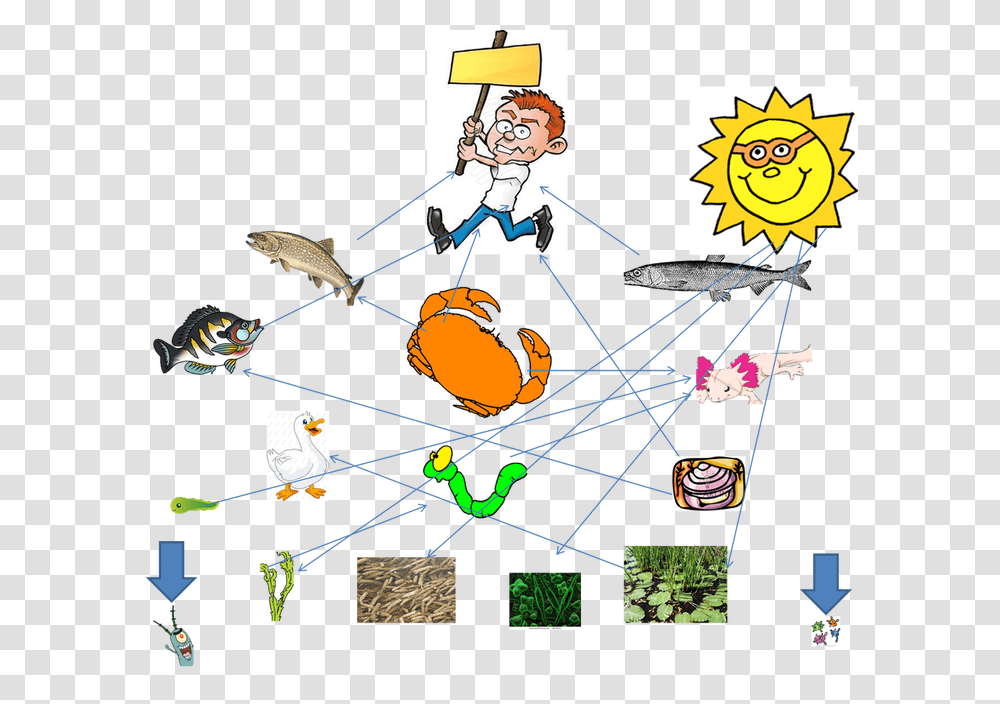 Food Web Of The Axolotl, Bird, Animal, Lighting Transparent Png