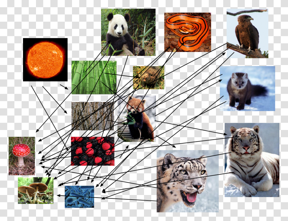 Food Web Of The Red Panda, Wildlife, Animal, Collage, Poster Transparent Png