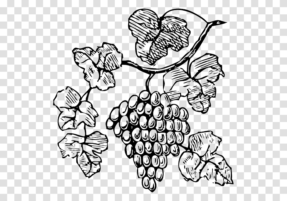 Food Wine Grapes Outline Drawing Tree Border Grape Vine Clipart Black And White, Plant, Doodle, Fruit, Face Transparent Png