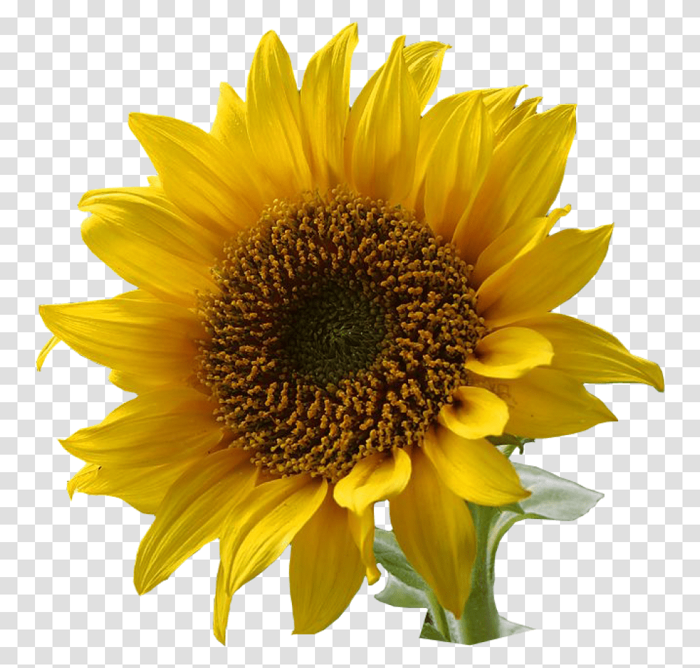 Foodcuisinedaisy Familyseedannual Plant Flower With Background, Blossom, Sunflower Transparent Png