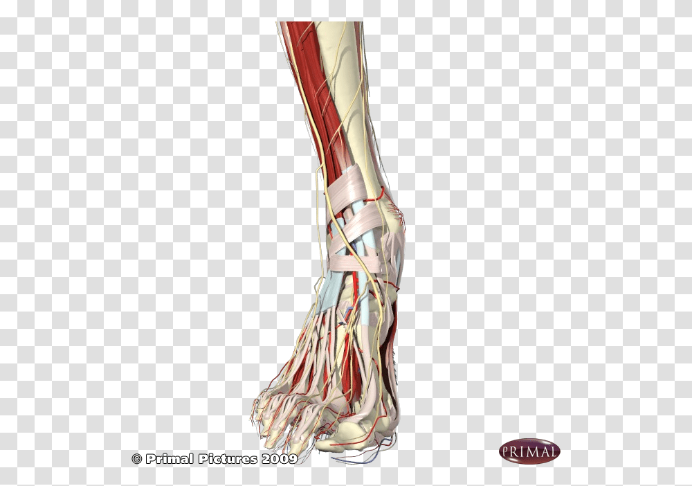 Foot Muscles, Apparel, Footwear, Shoe Transparent Png