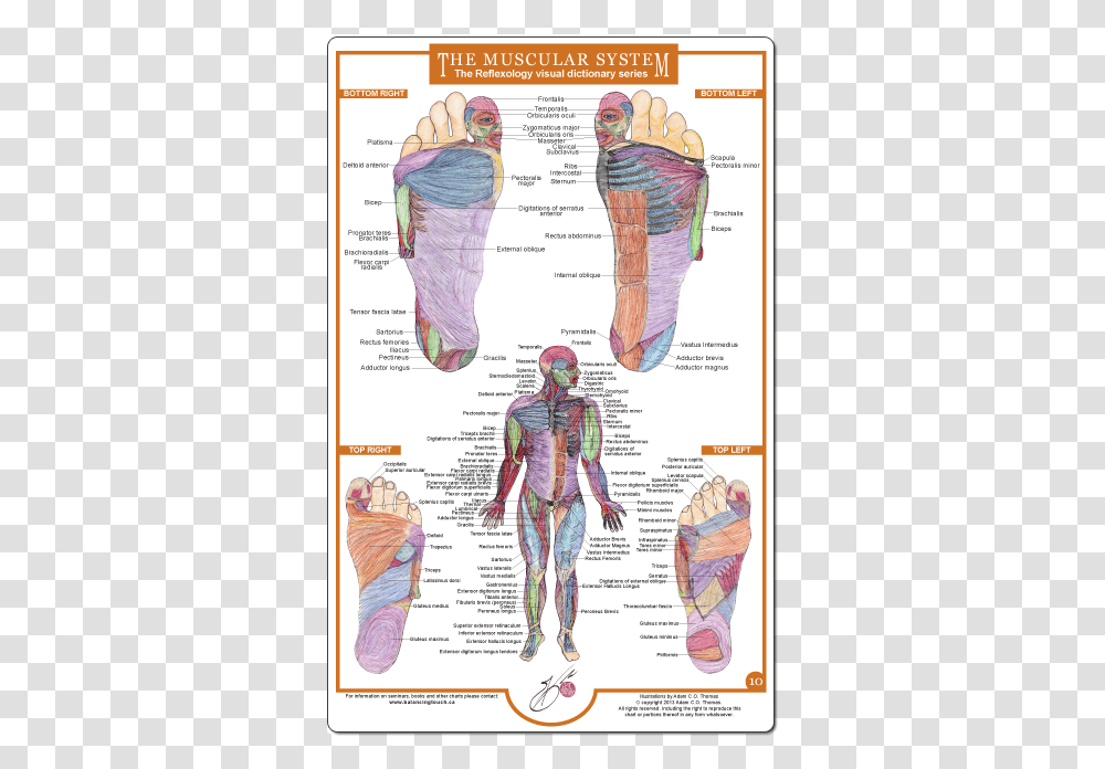 Foot Reflexology Chart Muscles, Person, Human, Diagram, Plot Transparent Png