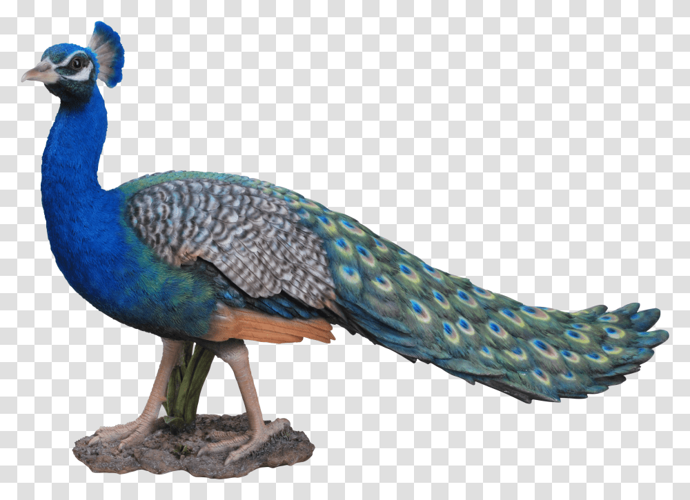 For Free Peacock Icon Clipart Pcok Transparent Png