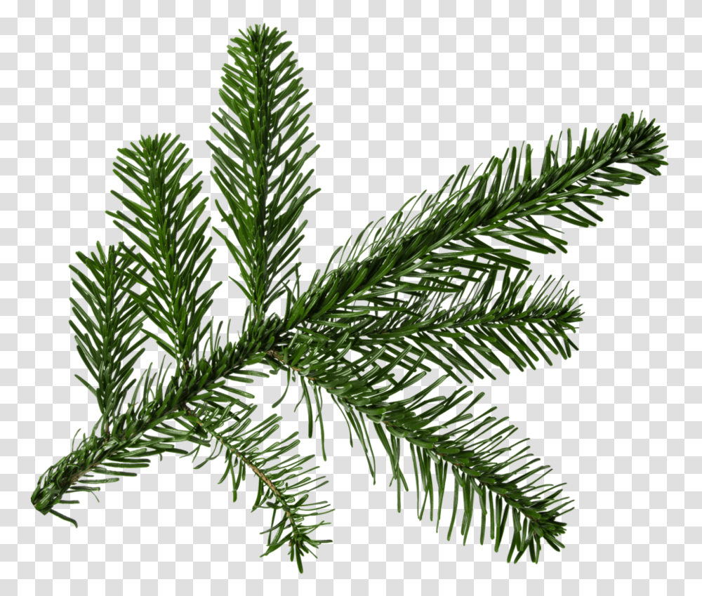 For Free Pine Tree Branch, Plant, Leaf, Green, Conifer Transparent Png