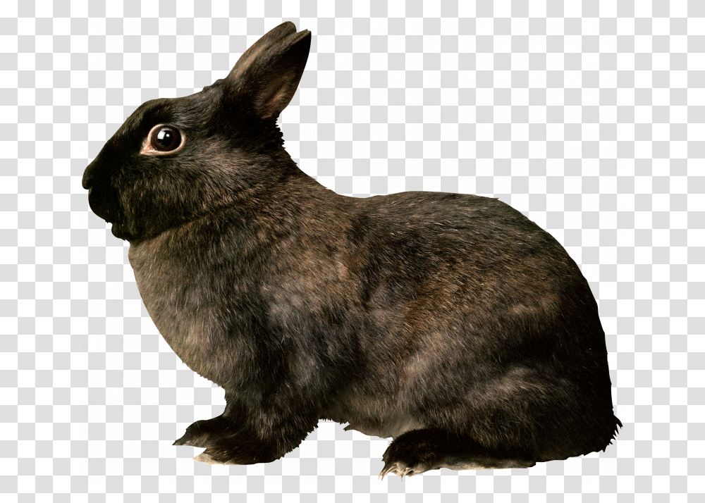 For Free Rabbit Image Black Rabbit, Rodent, Mammal, Animal, Cat Transparent Png