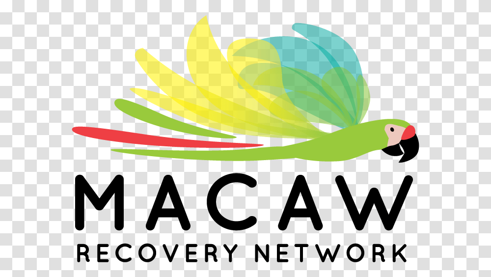 For Further Communications And Information About Macaw Parakeet, Plant, Petal, Flower Transparent Png