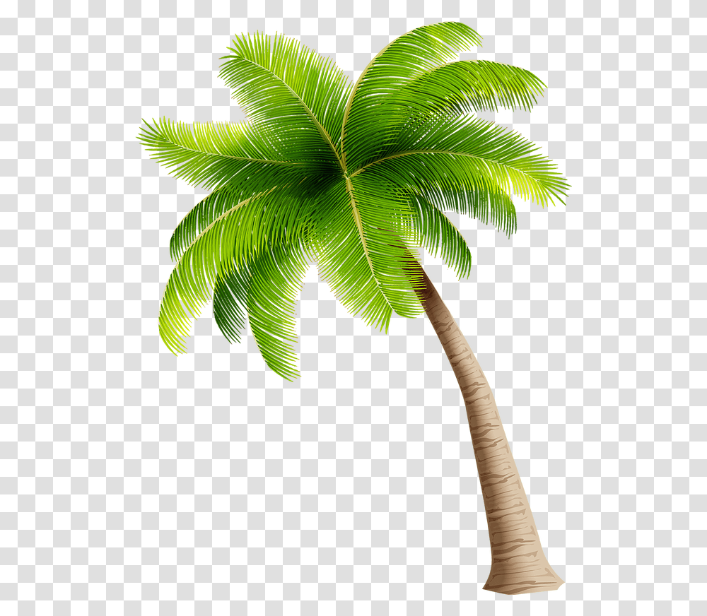 For Guests 8 12 Years Old A Parent Or Guardian Must Coconut Tree Clipart, Plant, Palm Tree, Arecaceae, Leaf Transparent Png