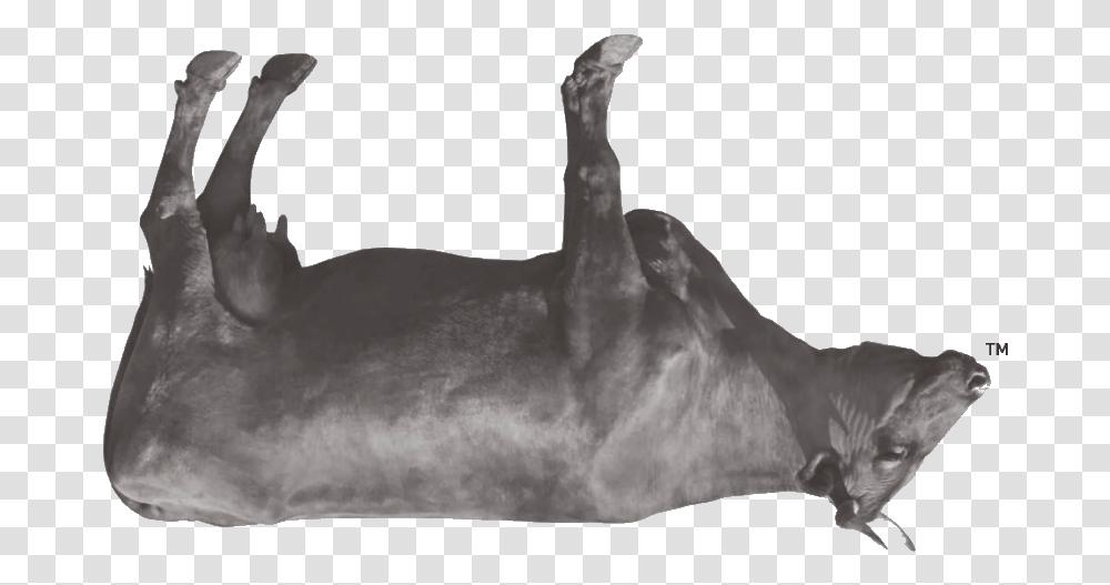 For The Love Of Meat Redefine Why Redefine Meat Cow, Nature, Animal, Bull, Mammal Transparent Png