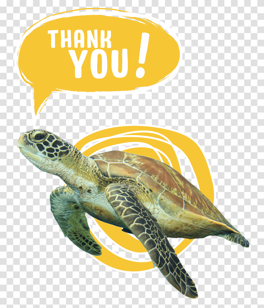 For Voting To Save The Sea Turtles Save The Turtles, Reptile, Sea Life, Animal, Tortoise Transparent Png