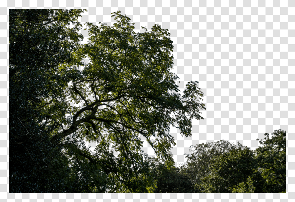 Foreground Tree Branch, Nature, Outdoors, Plant, Outer Space Transparent Png